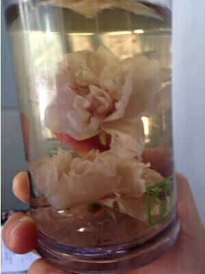 玫瑰花茶的颜色也有讲究