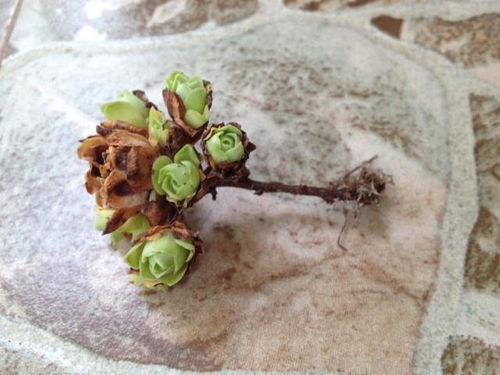 移植时机与苗子选择