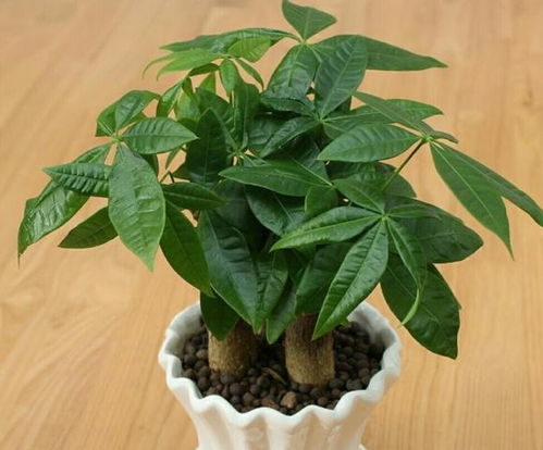 养花心得， 冬天的花卉养护