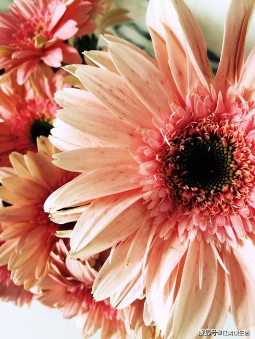 中间地带的冒险：河南、山东的花友怎么破？