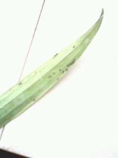 米兰花有虫子了怎么办？如何有效除虫
