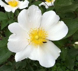 花儿的秘密，我来揭开