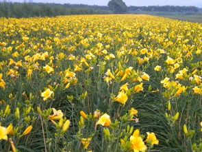 春天里的色彩——花木篇