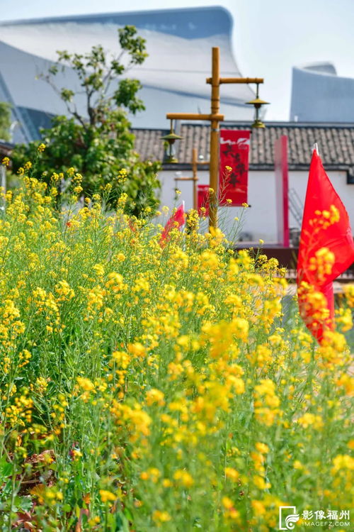 话说这广州啊， 绿化工程里的花花多得彳艮呢