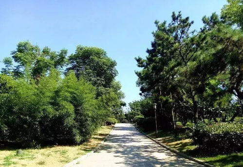 泰山国际花木城， 苗木花卉的大聚会