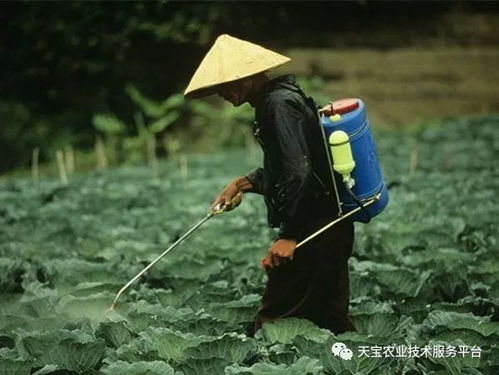 灌根后的疑问：Neng否马上浇大水？