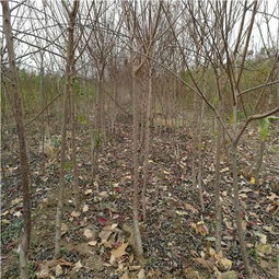 分盆前的小秘密