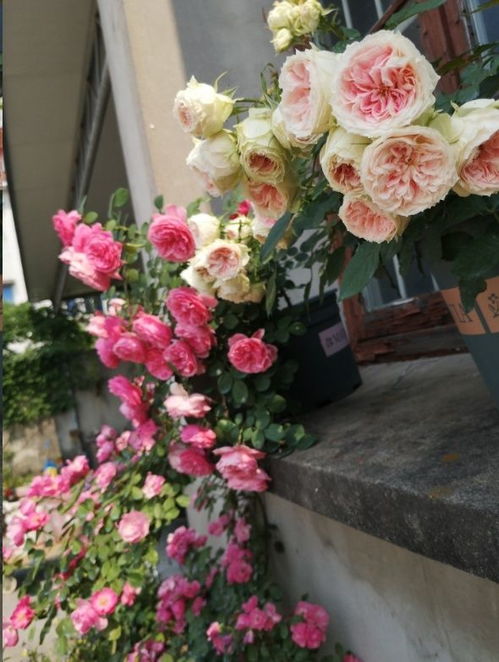 四、 适当修剪，促进植株健康