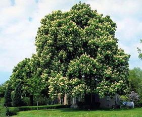 园林绿化中的树木分类与应用