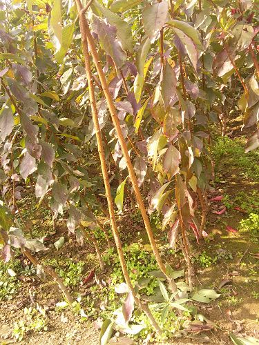 秋季剪枝与果树种植