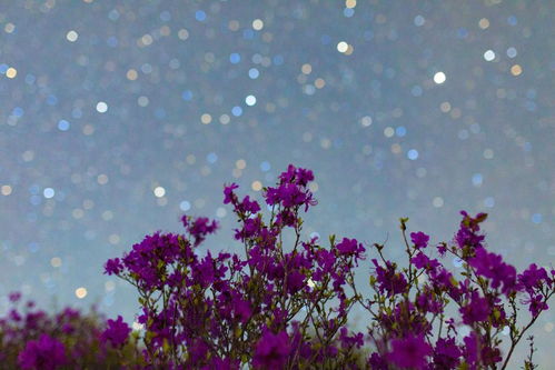 星辰花语藏心间，花开谁解其中意