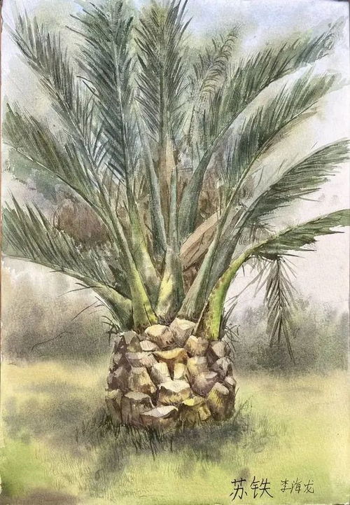 苏铁是什么植物？原来它是活化石植物