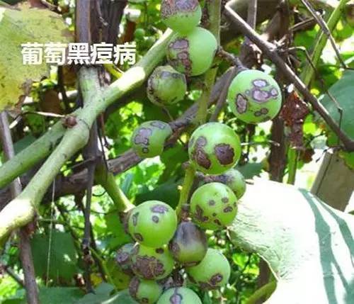 它都能防治哪些病害呢？让我来告诉你