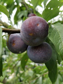 早钟6号枇杷：早熟甜美的代表