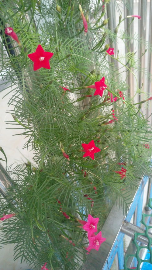 老有所不为的矾根