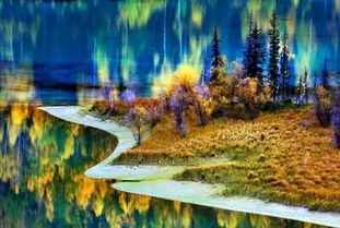 森林里的白桦树， 诉说着古老的传说