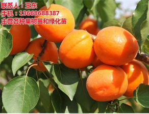 夏天播种杏子，成活率低怎么办？