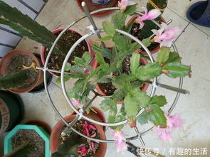 螃蟹爪嫁接后如何开花结果
