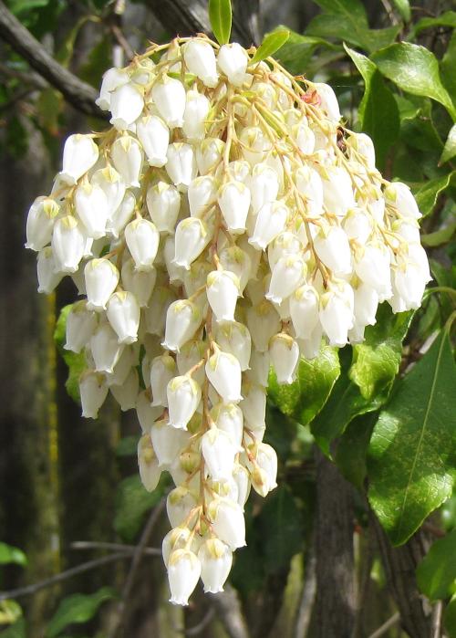 植物灰霉病烦恼多， 特效药来解忧愁