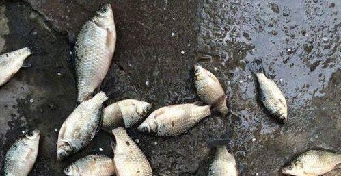 冬天钓鱼时12号鱼粉如何调整配方以适应低温环境？