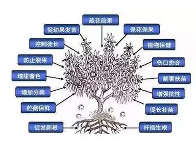 法则一：了解作物， 科学用药