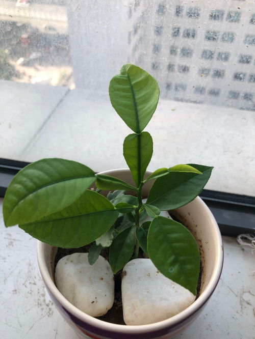 葫芦叶子长出后如何施肥才能促进生长