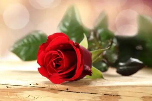 急救小妙招：啤酒救花