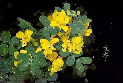 白菊“双”含情，寓意何深