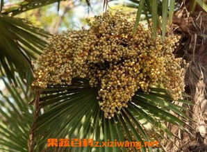 广东苗圃老板私藏技巧：温度循环， 胚根萌发速度提升2倍