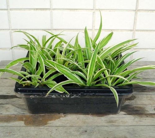 耐阴又好养：吊兰的轻松养护