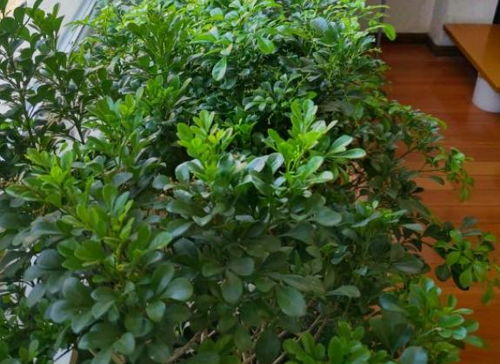 四大经典植物雅称