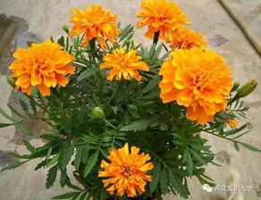 它的花朵嫩吃吗？