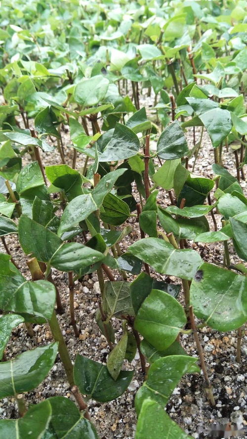 苗木花卉的繁殖大揭秘：嫁接苗和扦插苗的较量！