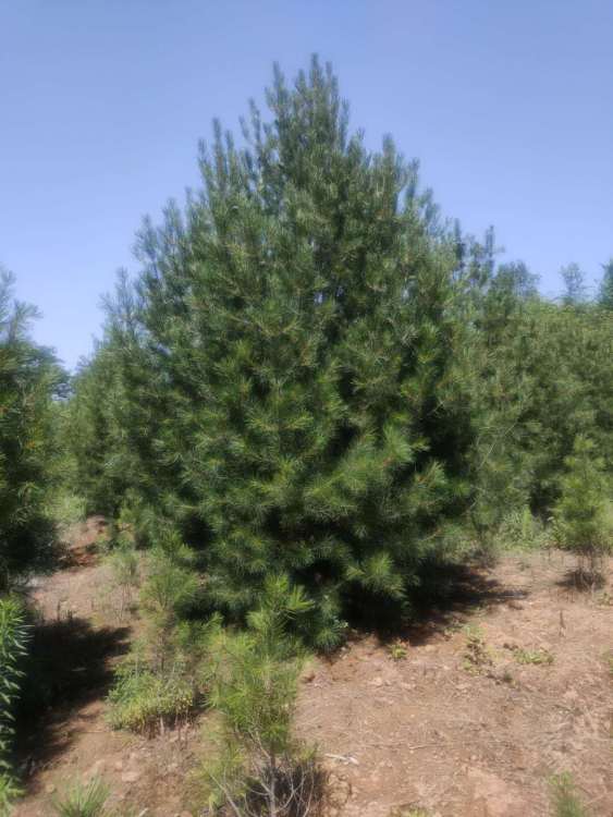 1米5白皮松多少钱批发价格