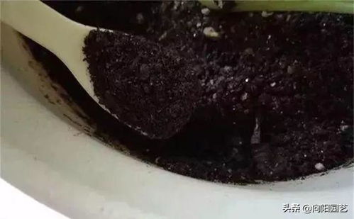 鱼肠做肥料直接埋入土壤中是否安全有效