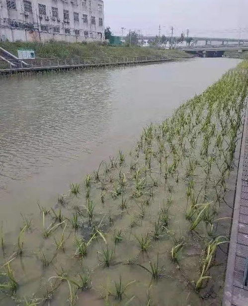 杨树：快速生长， 根系发达