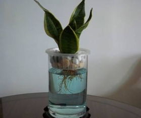 水培香水莲花在鱼缸里如何养护？保持美丽与生命力的小秘诀