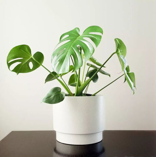 大门墙边不宜种植的爬藤植物