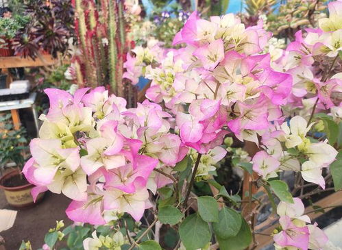 三角梅开花时间一般多久，能持续多久不凋谢呢