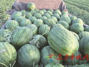 8424西瓜在什么月份种植最适宜