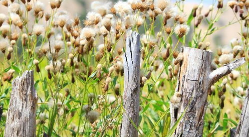 追马不如种草，越长大越理解这段话