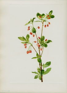 开始画画时 可从画出花瓣形状开始