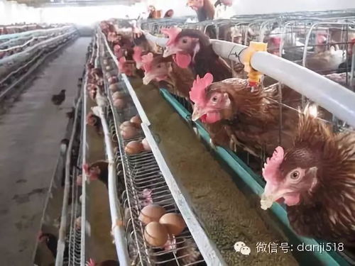 使用发酵饲料饲养蛋鸡，对蛋鸡的生长性能和产蛋率有何影响？
