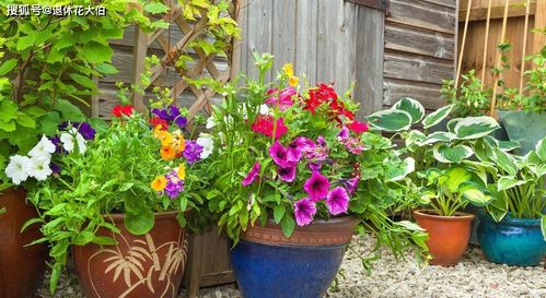 夏天虫子太多怎么办？试试这个土办法！