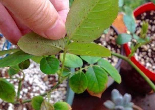 月季花长蚜虫了怎么办？分享几种实用小窍门！