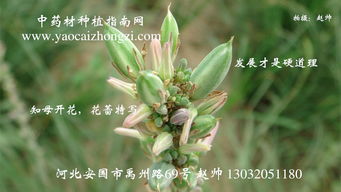 种植知母，你准备好了吗？