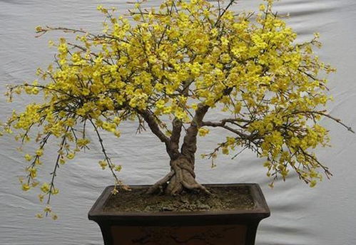 修剪时间， 春天的秘密