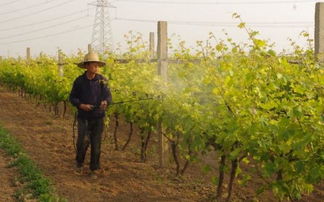 烯草酮在黄豆开花期喷施的影响
