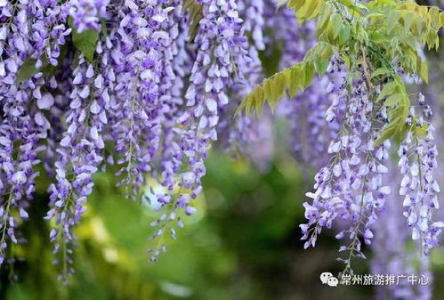 紫藤萝和紫藤花是同一种花吗？