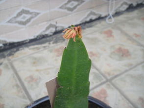 扦插：叶枝扦插，成活率高达百分之百